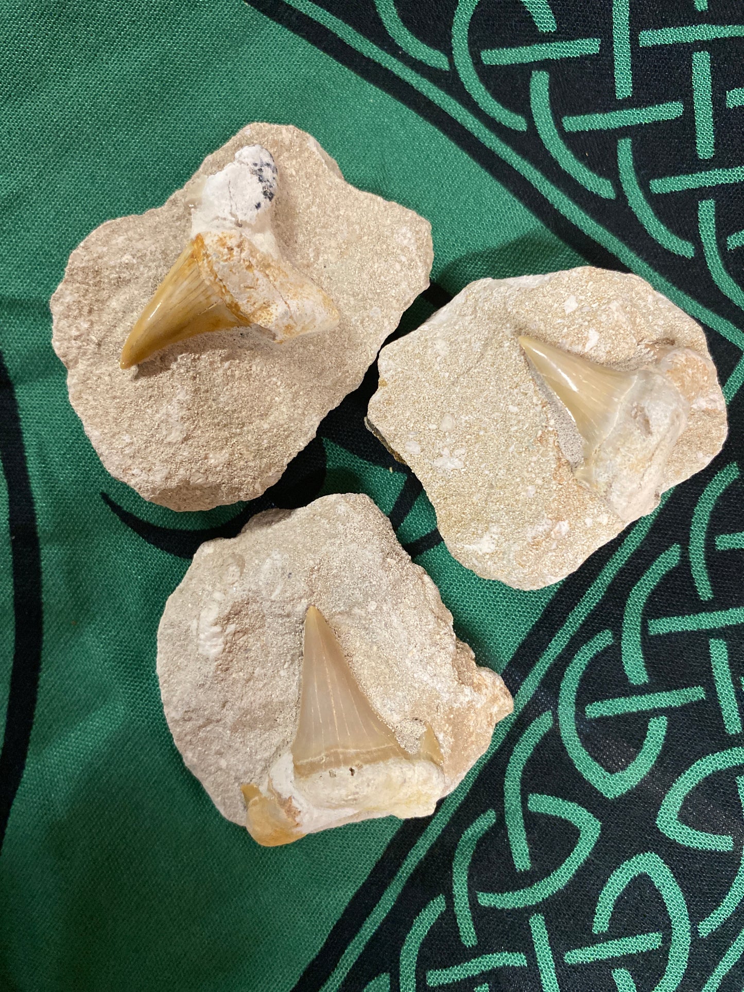 Fossilized Shark Teeth