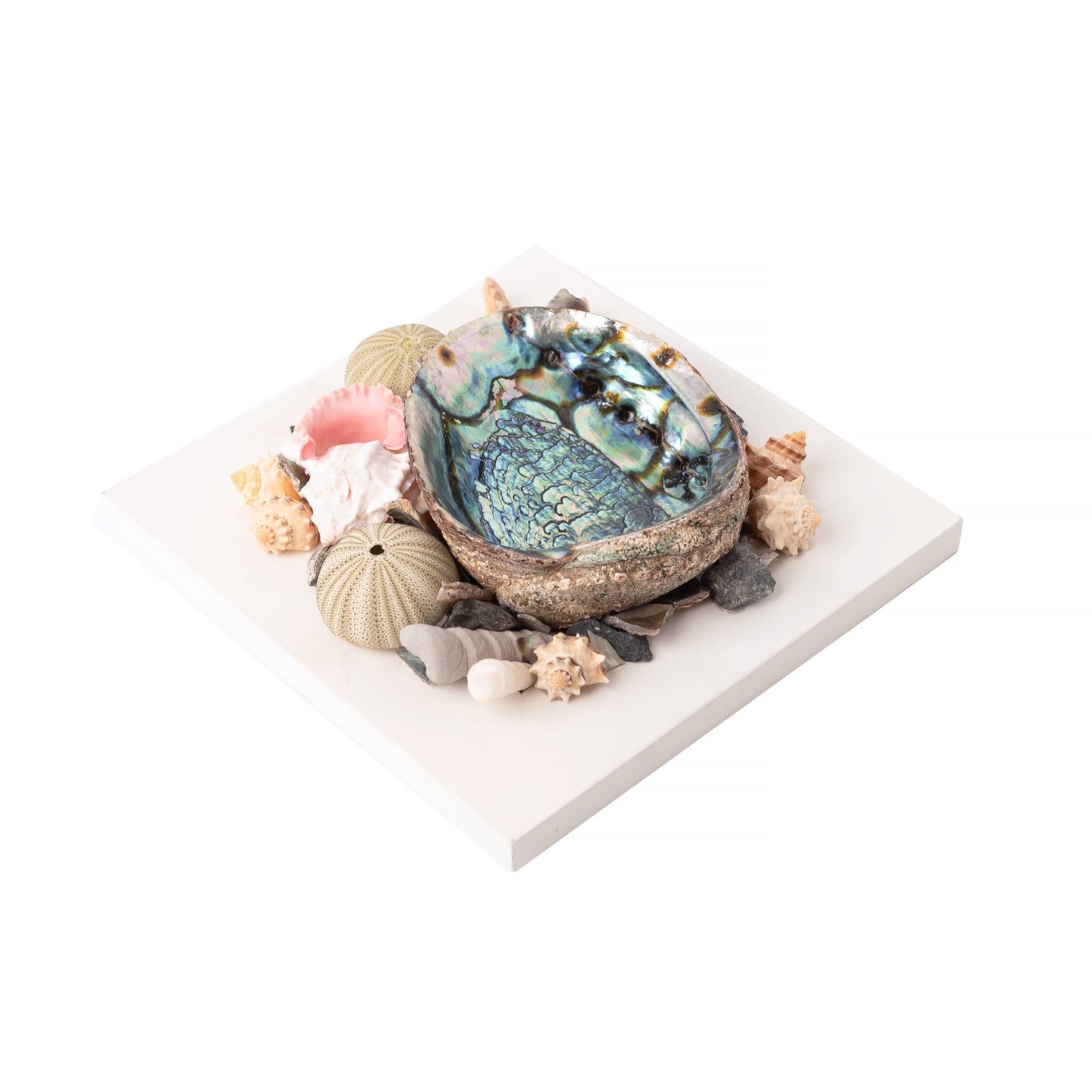 Abalone Shell Altar Piece with Sea Shells