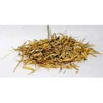 Witchgrass Panicum capillare
