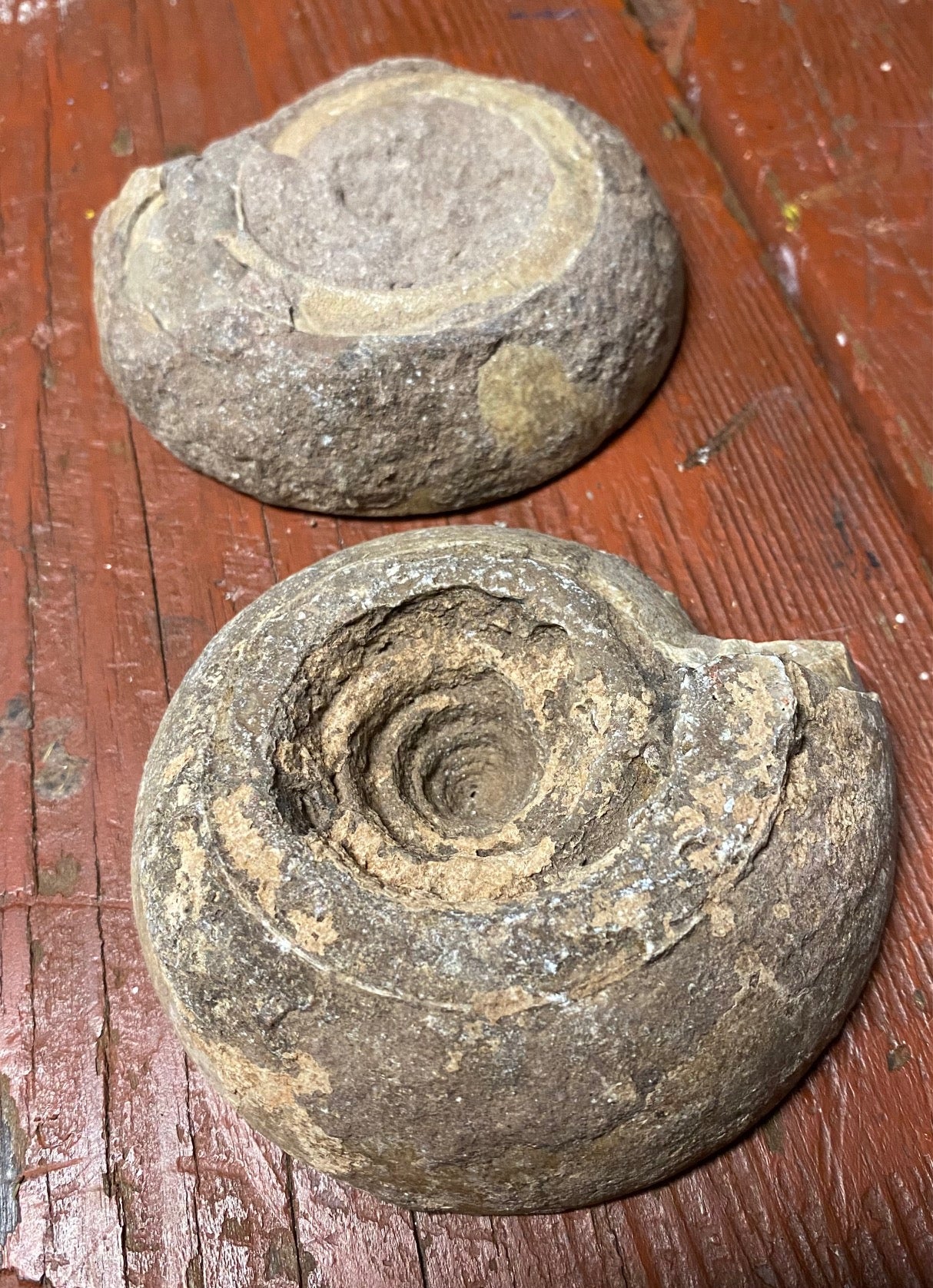 Large Ammonite Fossil pair
