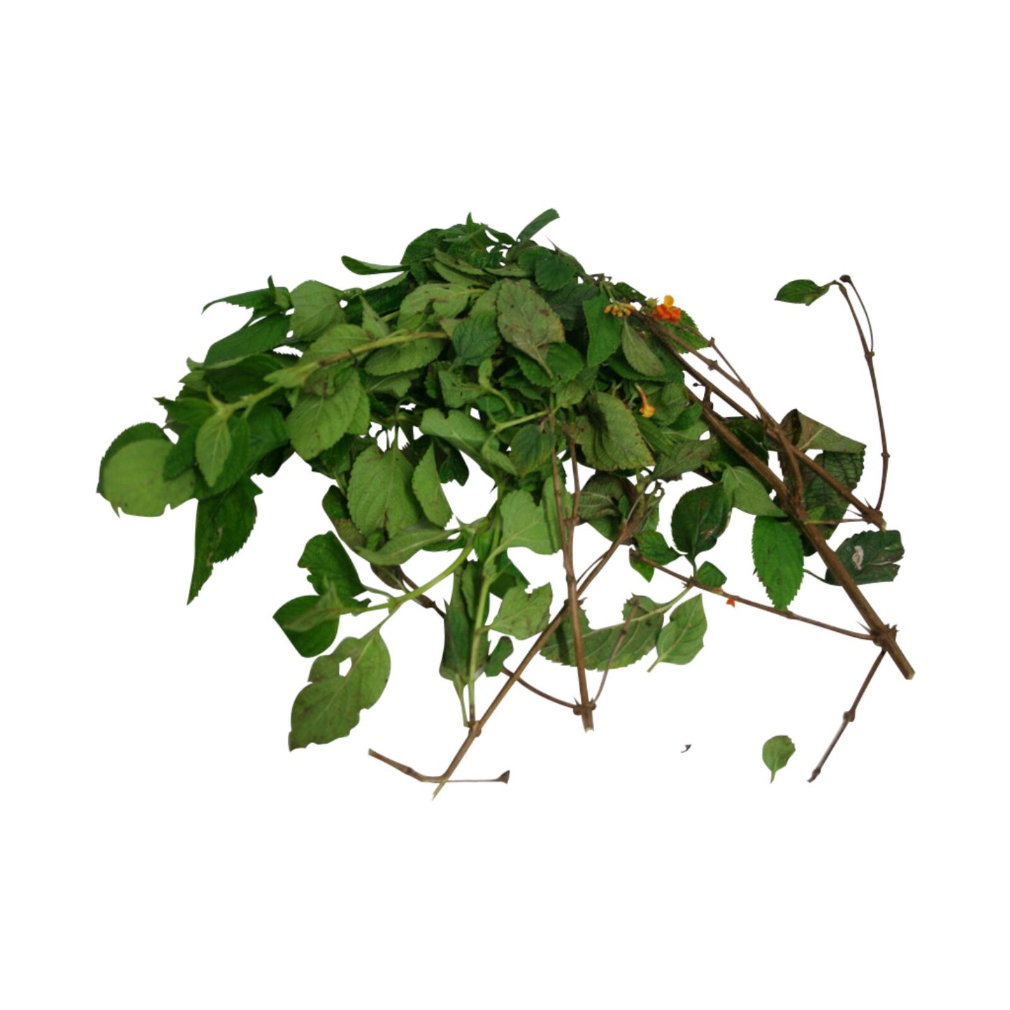 Fresh Abre Camino Herb