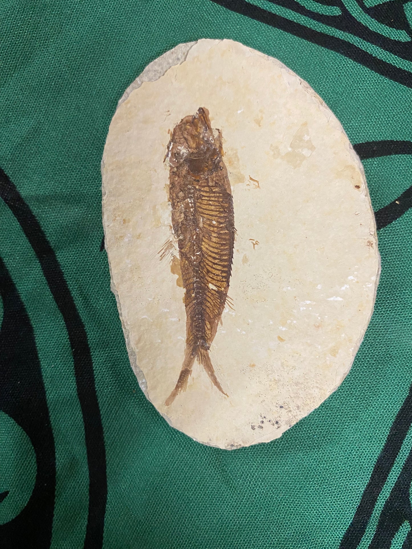 Fossilized Fish
