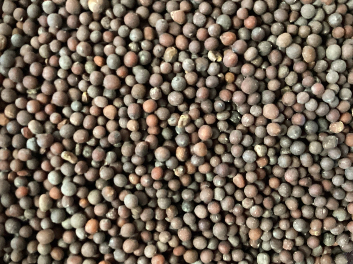 Brown Mustard Seeds