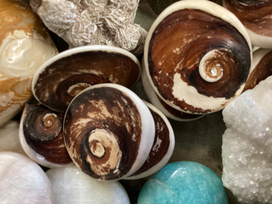 Shell Fossil from Madagascar