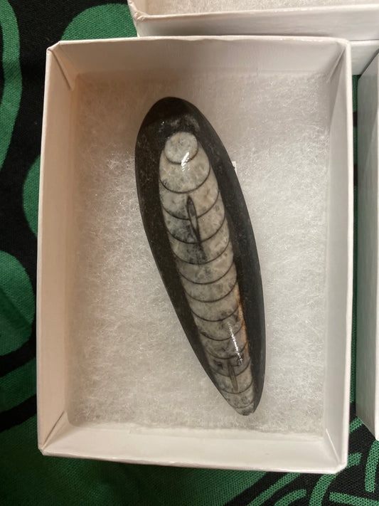 Orthoceras Fossil 2.5-3”