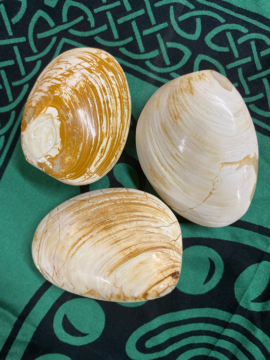 Fossilized Clam Fossil