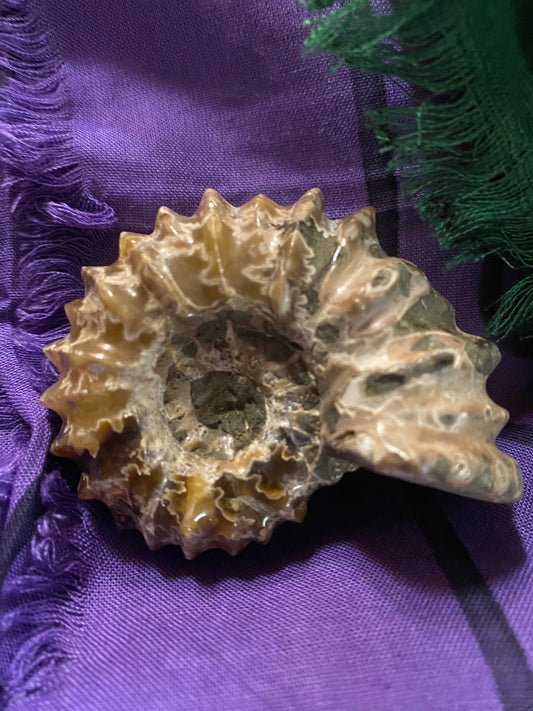 Fossil Ammonite 2.5”